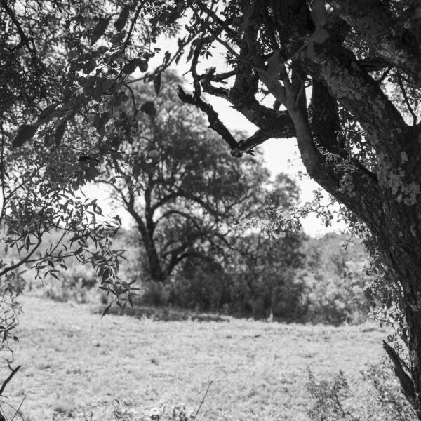 _DSC0037